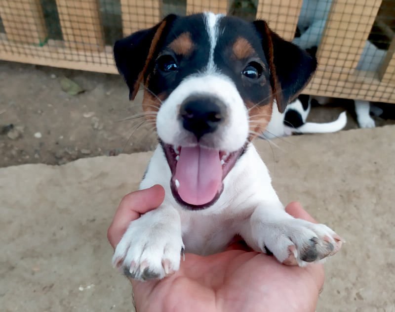 SmilzoJackRussell